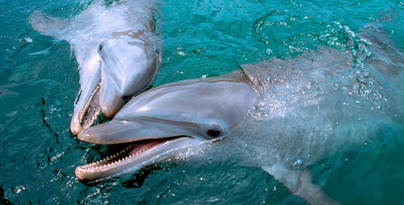  Informações sobre o Dolphinaris Cancun em Cancún