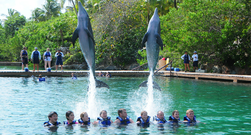 Dicas de como nadar com golfinhos em Cancún
