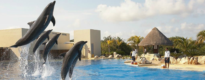  Atrações do Dolphinaris Cancún em Cancún