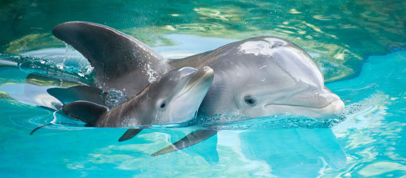 Onde nadar com golfinhos em Cancún no México