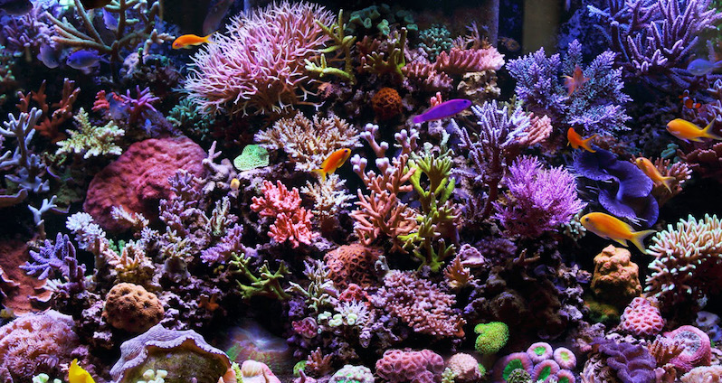 Coral Reef Aquarium no Parque Xcaret em Cancún