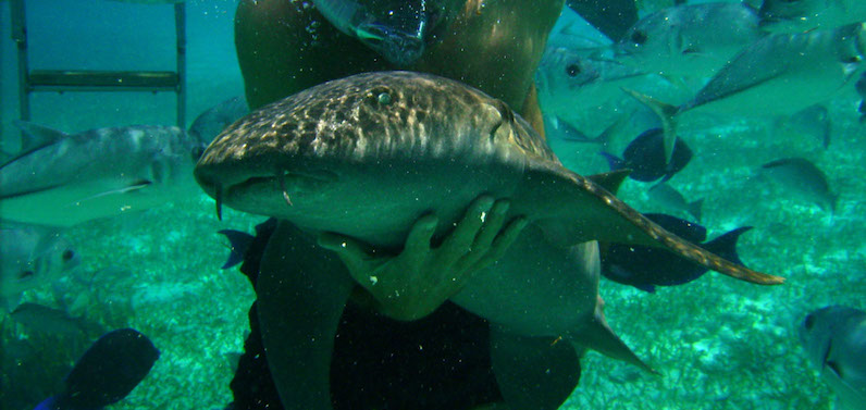 Nado com animais marinhos no Parque Xcaret em Cancún