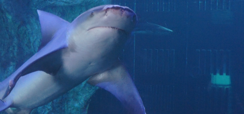 Nadar com os tubarões no Interactive Aquarium em Cancún