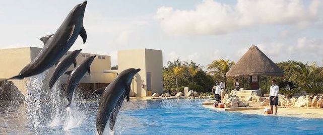 Nadar com os golfinhos em Cancún